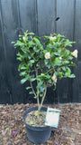Camelia (Licht geel) - Camellia japonica 'Brushfield's Yellow'