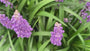 Leliegras - Liriope Muscari 'Royal Purple'