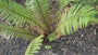 Nepalvaren - Dryopteris wallichiana