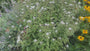 Grootbladige Aster - Aster macrophyllus 'Twilight'