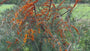 Duindoorn - Hippophae rhamnoides