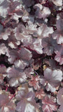 Purperklokje - Heuchera 'Obsidian' TIP