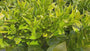 Vleesbes - Sarcococca ruscifolia