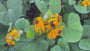 Kruiskruid - Ligularia dentata 'Othello'