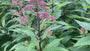 Purper leverkruid (Koninginnekruid, 50 cm) - Eupatorium purpureum