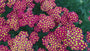 Duizendblad - Achillea millefolium 'Milly Rock Red'