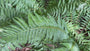 Geschubde mannetjesvaren - Dryopteris affinis 'Pinderi'
