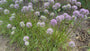 Biologiosche Sierui - Allium 'Millenium'