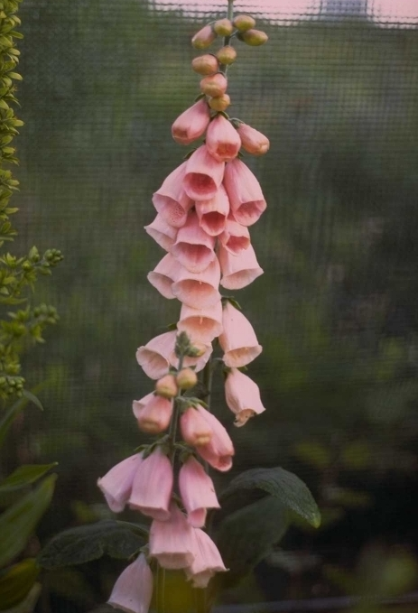 Biologisch Gewoon vingerhoedskruid - Digitalis purpurea 'Sutton's Apricot'