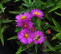 Biologisch Herfstaster - Aster (D) 'Anneke'