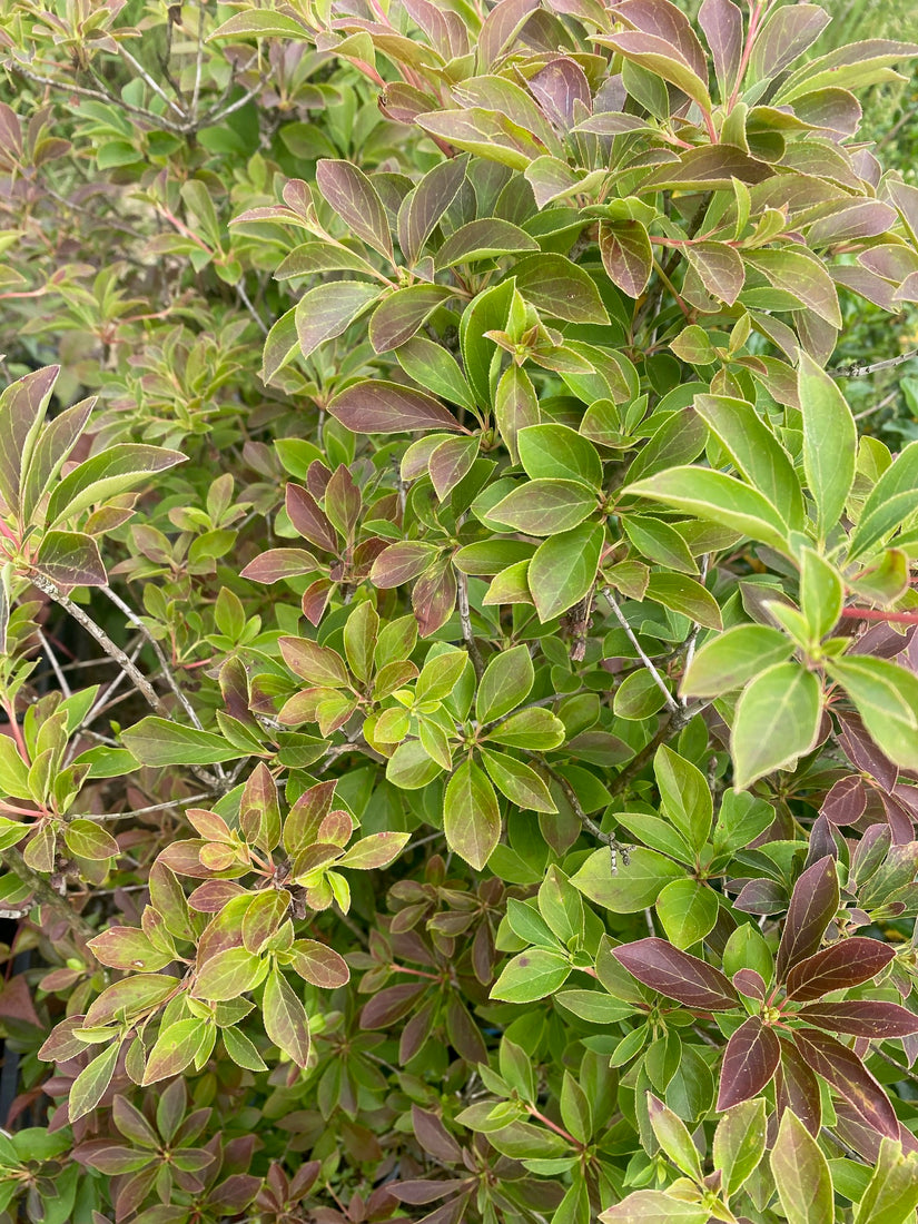 Pronkklokje - Enkianthus campanulatus