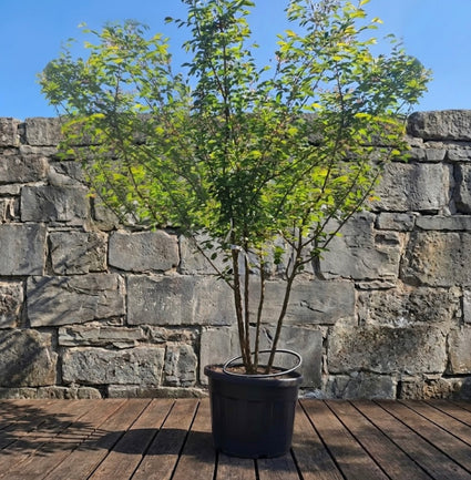 Japanse sierkers (Lichtroze) Meerstammig - Prunus 'Accolade'