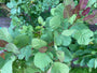 Pruikenboom (Groene soort) - Cotinus coggygria