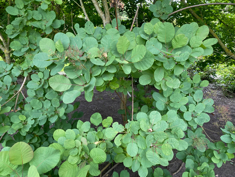 Pruikenboom (Groene soort) - Cotinus coggygria