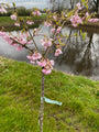 Japanse sierkers - Prunus 'Accolade' 120 cm - halfstam