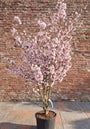 Sierkers (Lichtroze) - Prunus subhirtella 'Autumnalis Rosea'