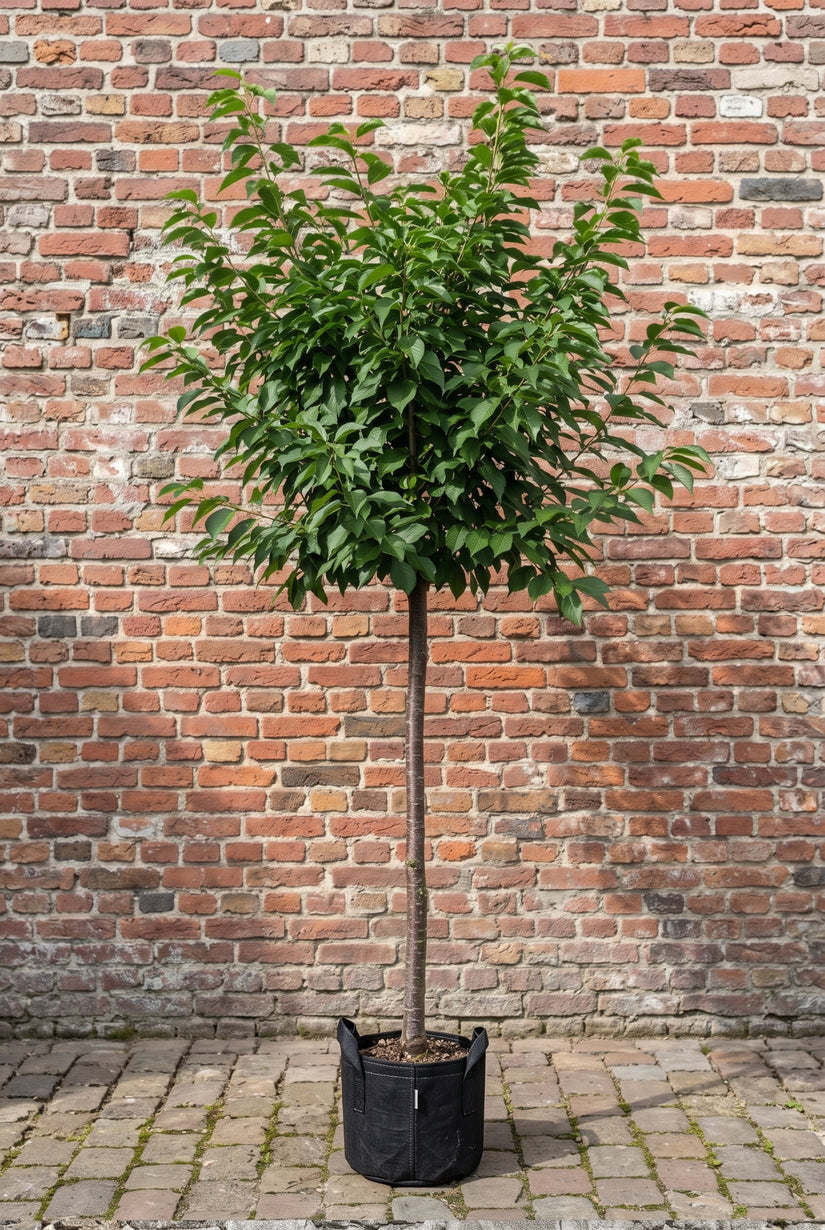 prunus avium hoge stam in potzak container - stamomtrek 14-16 cm - einde zomer vol in blad