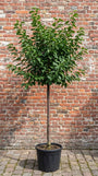 Inheemse Zoete kers - Prunus avium