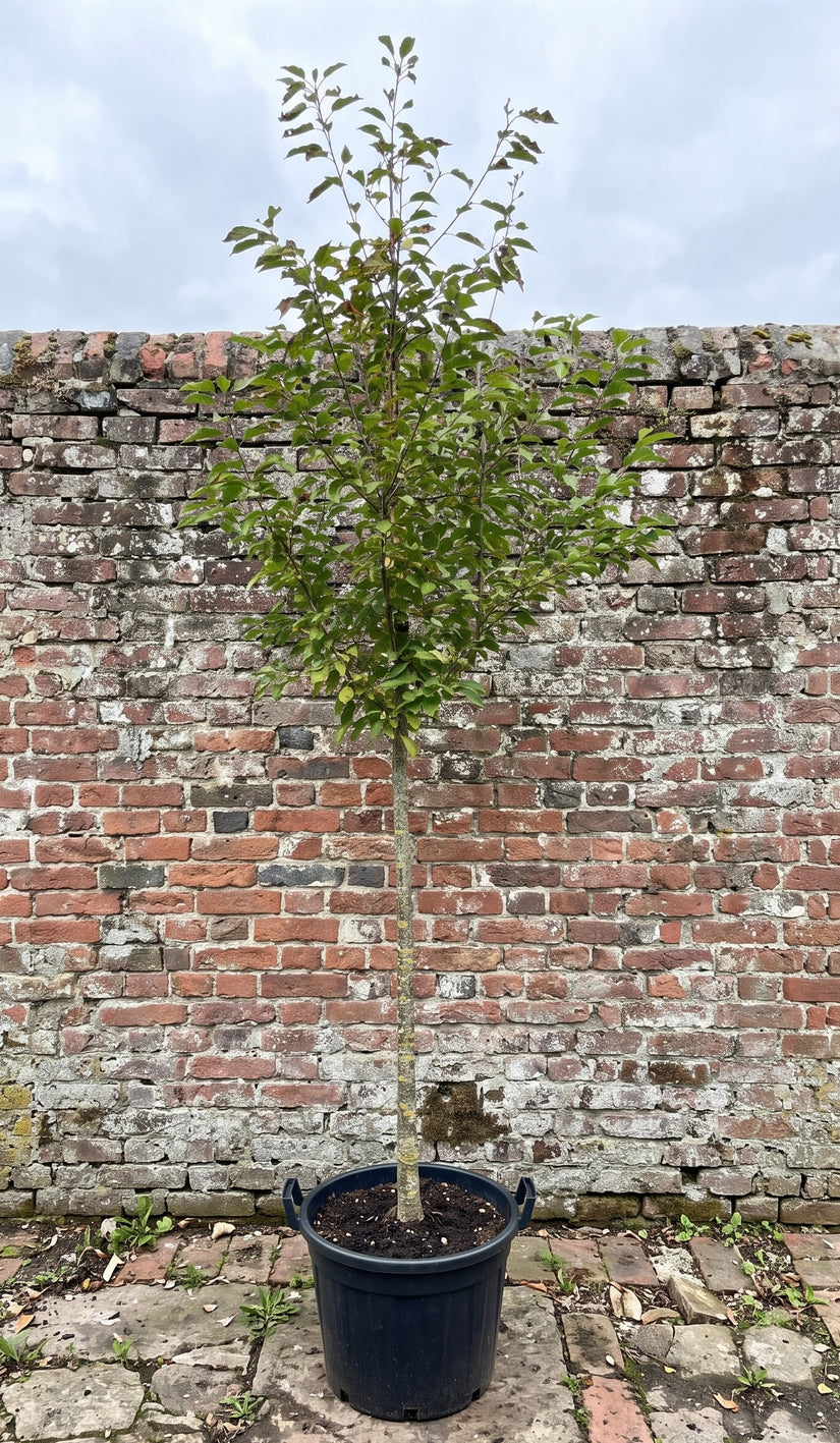 Inheemse Zoete kers - Prunus avium
