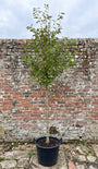 Inheemse Zoete kers - Prunus avium
