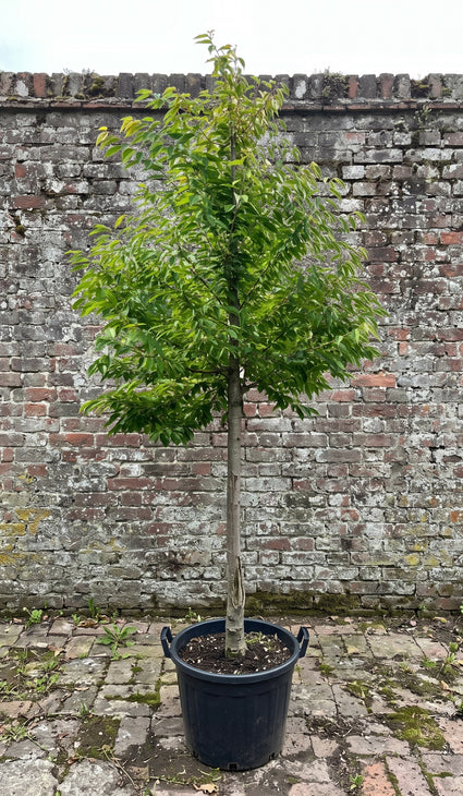 Dubbele Sierkers (Hoogstam) - Prunus avium 'Plena'