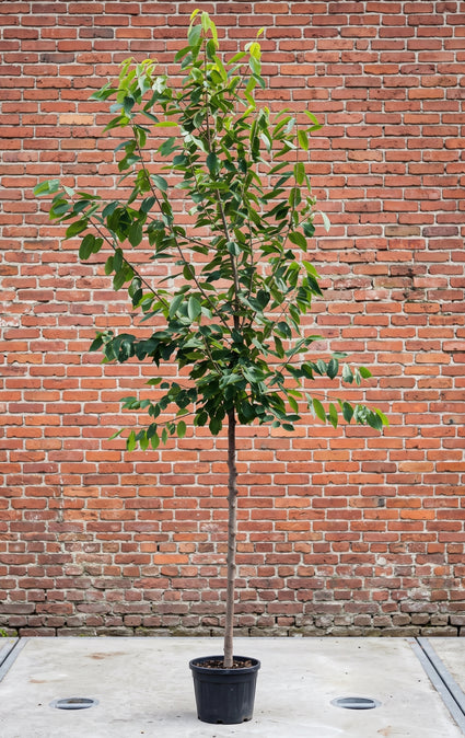 Kersenboom (Hoogstam) - Prunus avium 'Regina'