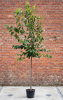 Kersenboom (Hoogstam) - Prunus avium 'Regina'