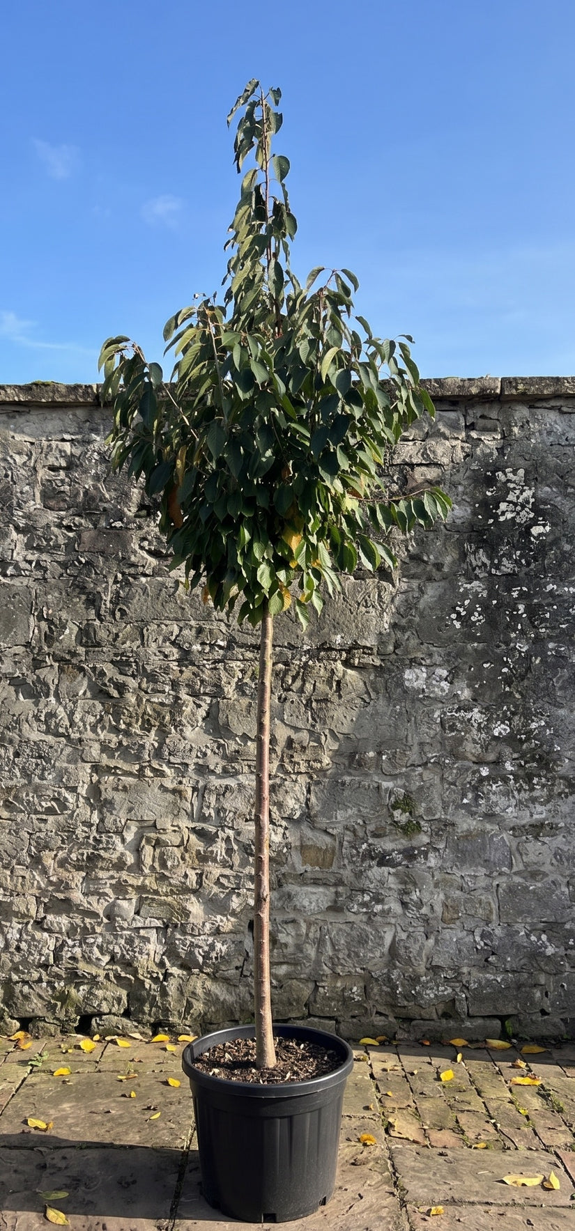 Kersenboom - Prunus avium 'Stella' hoogstam boom