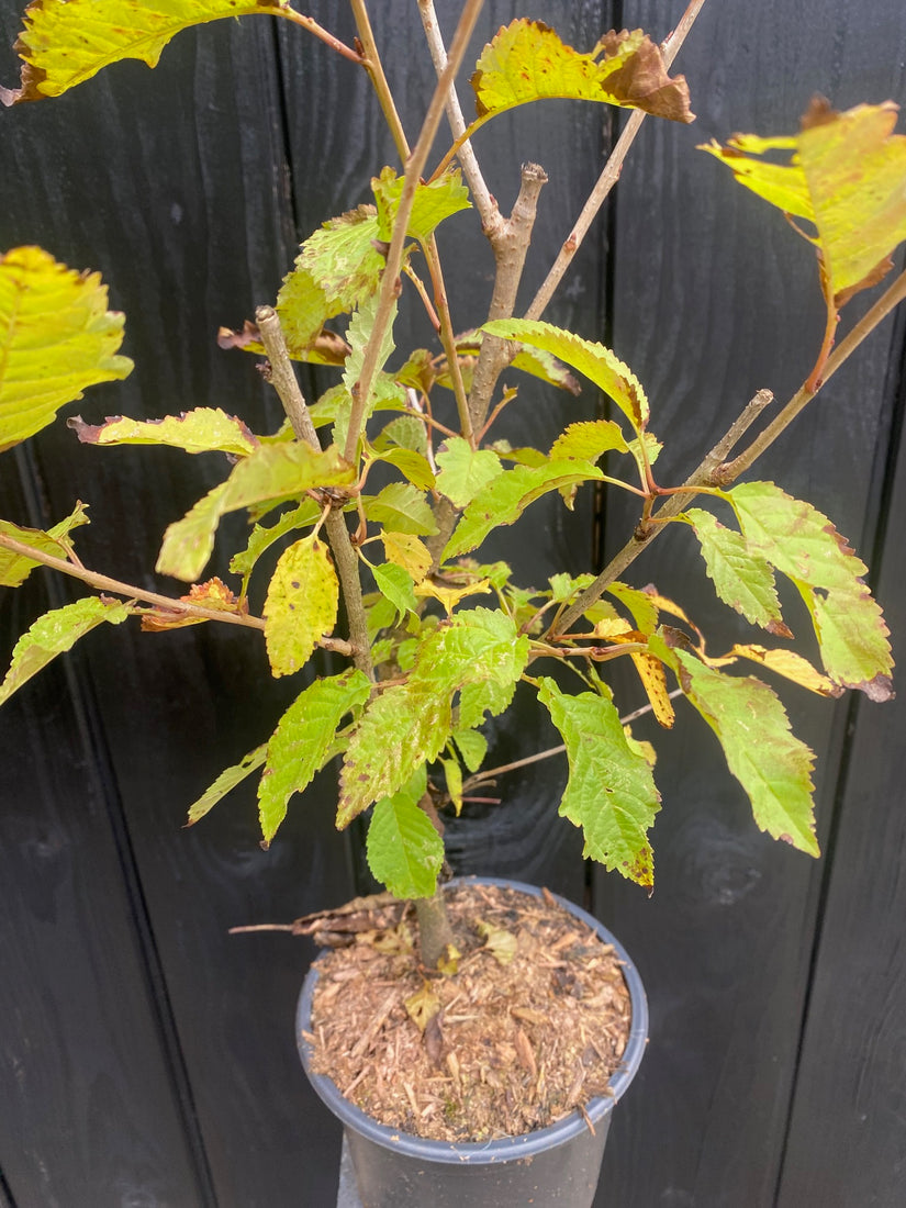 Prunus Avium in C2 pot 60-80 cm voorbeeld wat u krijgt - Veel gebruikt in bosplantsoen