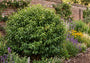 Portugese laurier - Prunus lusitanica 'Brenelia' Struikvorm
