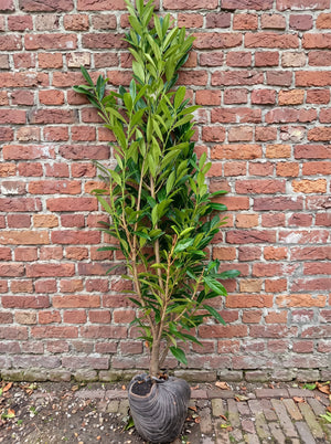 Hoogte: 150-175cm | Kluitplant