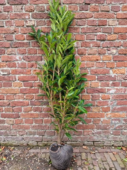 Wintergroene Laurier - Prunus laurocerasus 'Caucasica'