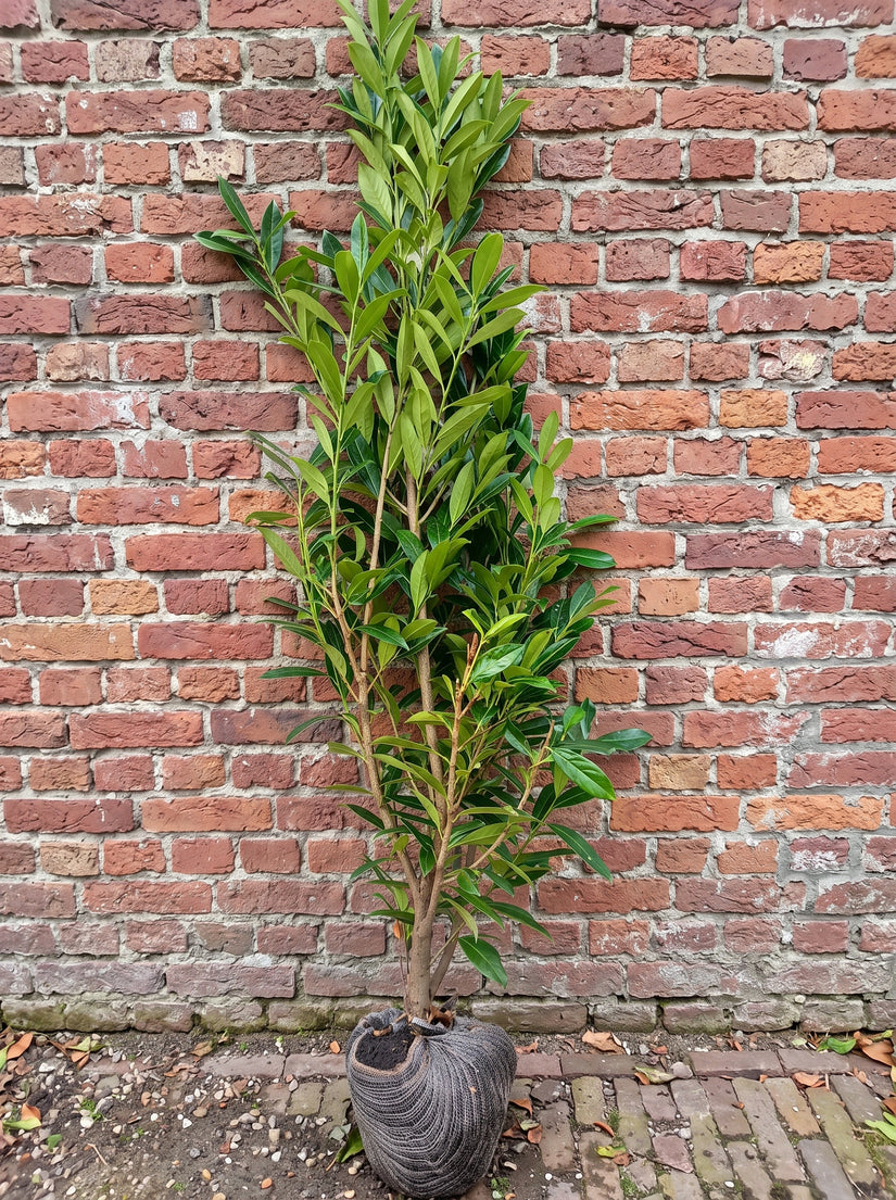 Wintergroene Laurier - Prunus laurocerasus 'Caucasica'