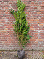 Wintergroene Laurier - Prunus laurocerasus 'Caucasica'