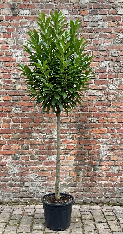 Groenblijvende Laurier (Hoogstam) - Prunus laurocerasus 'Caucasica'