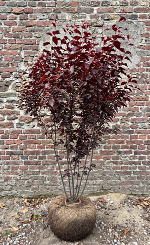 Meerstammig met stevige kluit 200-250 cm