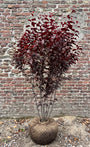 Roodbladige kerspruim (Meerstammig) - Prunus cerasifera 'Nigra'
