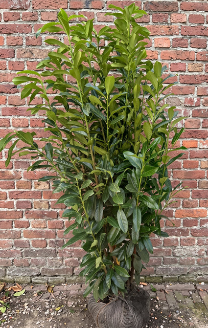 Wintergroene Laurier - Prunus laurocerasus 'Genolia'