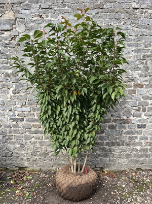 Meerstammig met stevige kluit 200-250 cm TIP