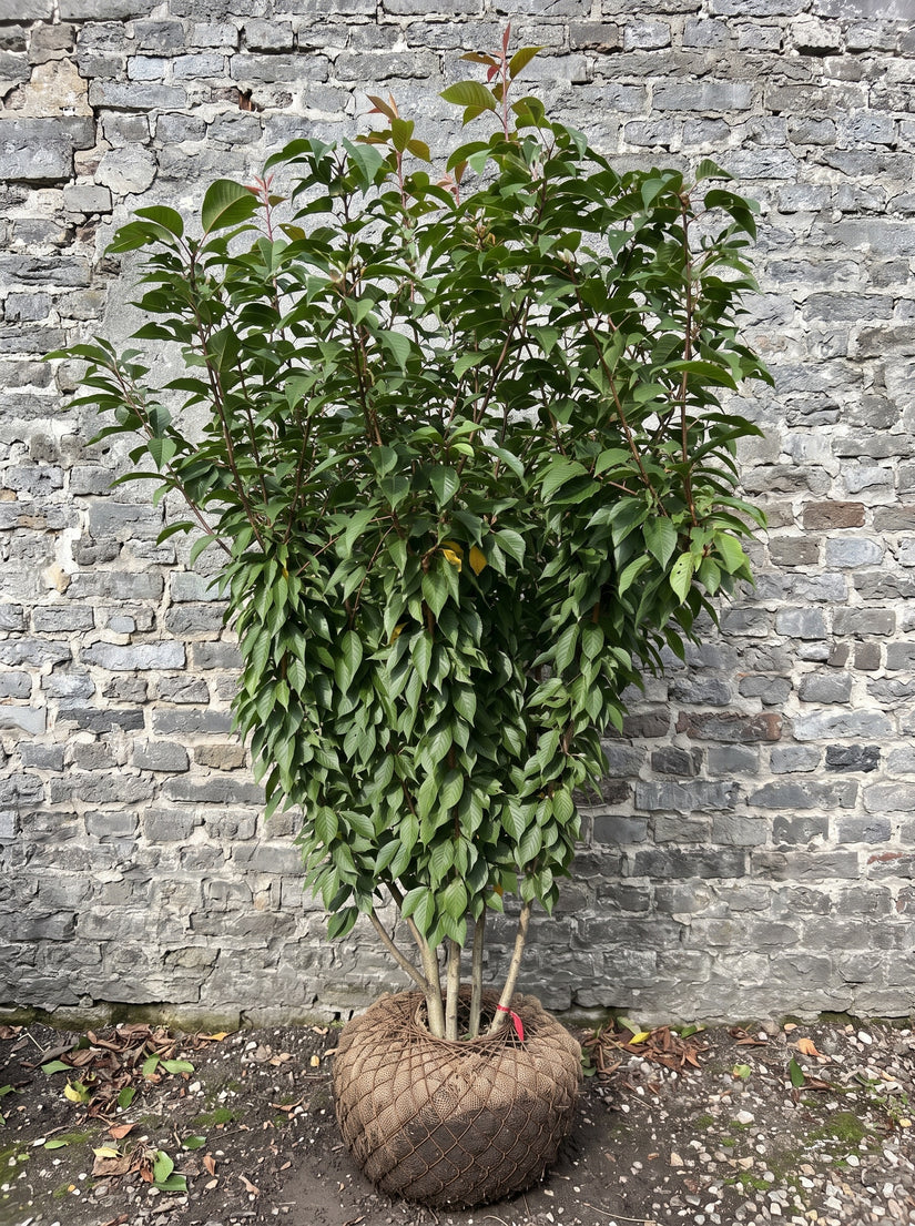 Sierkers (Roze, Meerstammig) - Prunus serrulata Kanzan