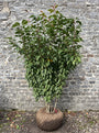 Sierkers (Roze, Meerstammig) - Prunus serrulata Kanzan