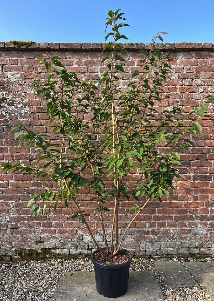 Meerstammige Sierkers (Roze) - Prunus serrulata Kanzan