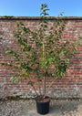 Meerstammige Sierkers (Roze) - Prunus serrulata Kanzan