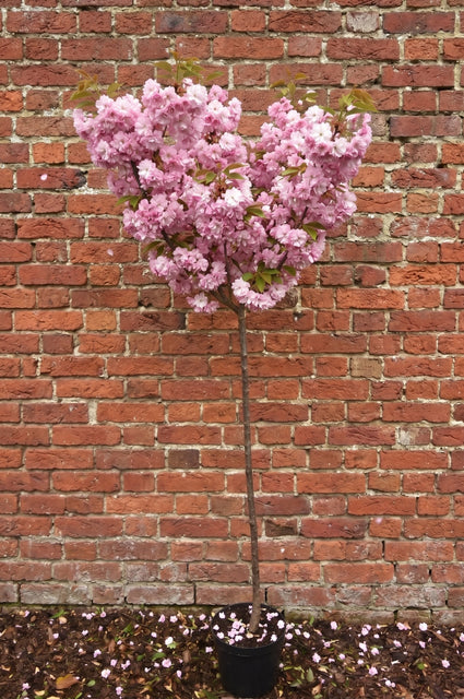 Japanse sierkers - Prunus serrulata 'Kanzan' halfstam
