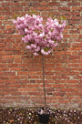 Japanse sierkers - Prunus serrulata 'Kanzan' halfstam