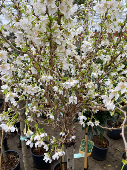 Fuji kers - Prunus incisa 'Kojou-no-mai'