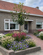 Hoogstam Laurier - Prunus Novita (groenblijvend)
