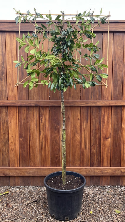 leiboom prunus novita met 120x100 cm bamboe rek - stamhoogte 180 cm