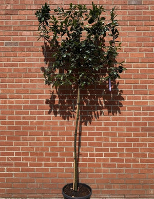 Leiboom, stamhoogte ca 170 cm - Metalen rek