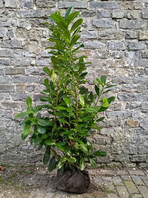 Kluitplant 100-125 cm, met extra stevige kluit